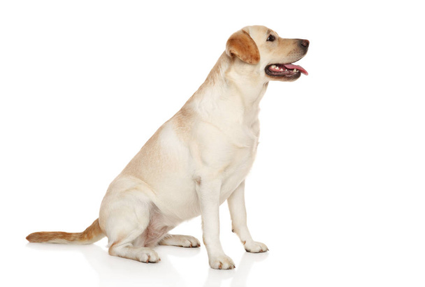 Labrador puppy sits on a white background - Photo, Image