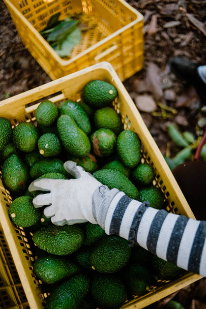 Рука з рукавичками, що працюють, беручи авокадо з коробки
 - Фото, зображення