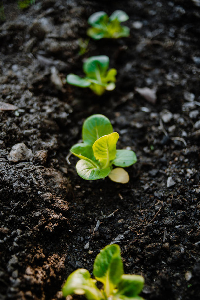 Bio-Salat, der auf einem Feld wächst - Foto, Bild