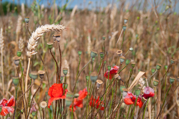Макарони в пшеничному полі
 - Фото, зображення