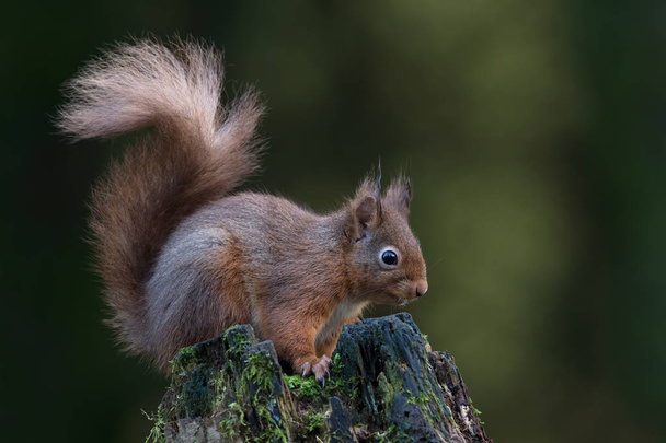Red Squirrel (Sciurus vulgaris) on a mossy tree stump in a dark forest - Photo, Image