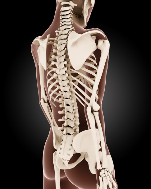 Γυναικεία ιατρική σκελετός - Φωτογραφία, εικόνα