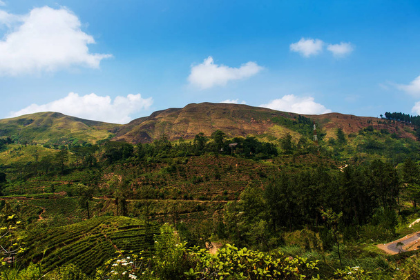 Καλλιτεχνικές φυτείες τσαγιού στα υψίπεδα της Σρι Λάνκα - Φωτογραφία, εικόνα