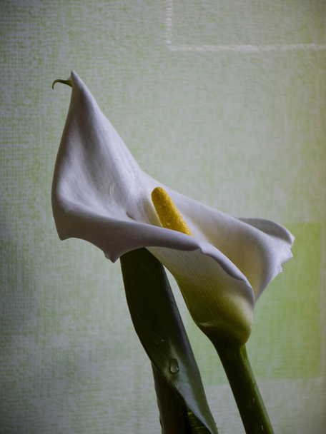 картинка с цветком калласа на нечетком фоне
 - Фото, изображение