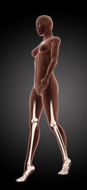 Female medical skeleton - Photo, Image