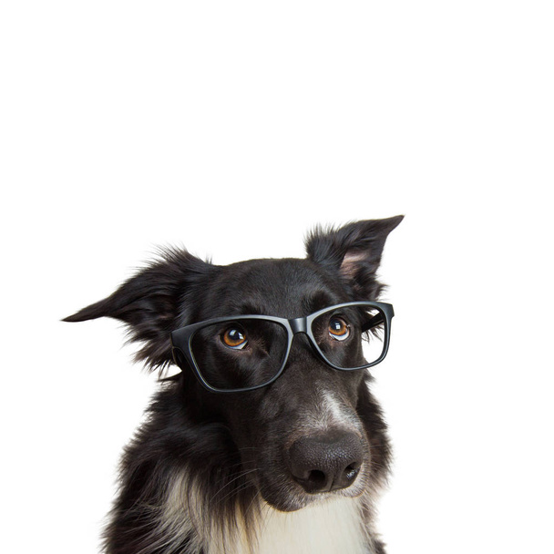 眼鏡をかけて面白い犬の肖像画を閉じます。純血種 - 写真・画像