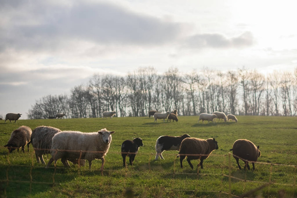 Несколько овец в поле в Европе осенью
 - Фото, изображение