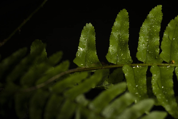 Vihreät lehdet metsäkasvit sateen jälkeen mustalla pohjalla, trooppinen sademetsä käsite
 - Valokuva, kuva