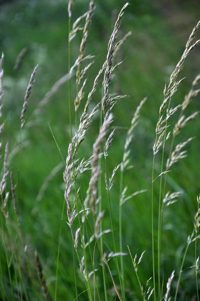 Na louce mezi travinami roste ryegrass (Arrhenatherum elatiu - Fotografie, Obrázek