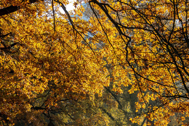 Autumnal view of a park landscape in the center of Leipzig,Saxon - Foto, imagen