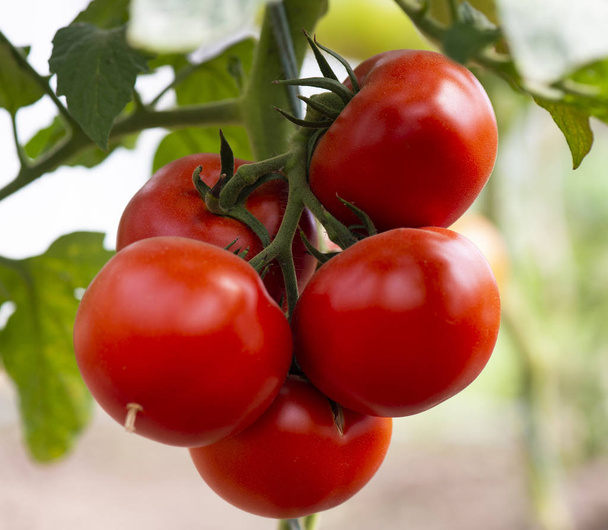 Red tomato - Foto, imagen