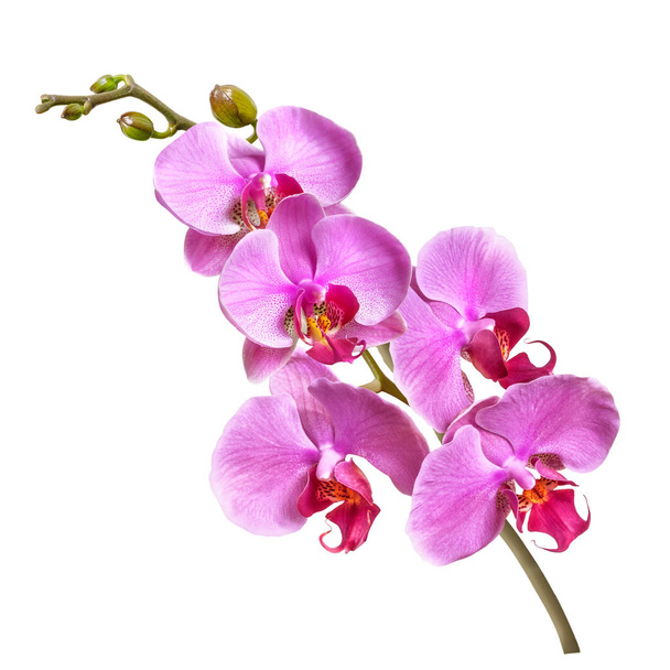 haara phalaenopsis orkidea kukkia ja silmut eristetty valkoisella pohjalla
 - Valokuva, kuva
