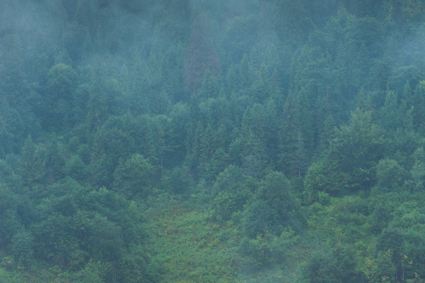 Árvores de coníferas em uma floresta nebulosa chuvosa
 - Foto, Imagem