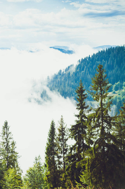 tűlevelű fák egy esős ködös erdőben - Fotó, kép