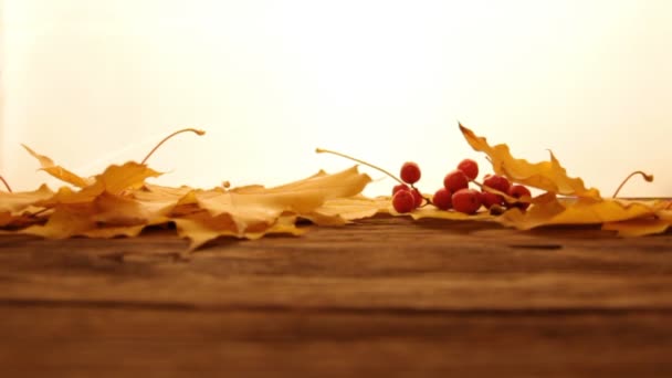 Yellow and orange fallen maple leaves with red tiny apples and ashberry on wooden table surface,white lightened background. Fall and autumn concept. Leaves falling down - 映像、動画