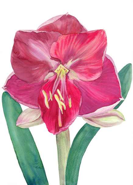 Amaryllis flowers. Branch with flowers and buds. Watercolor. Spring Flower. Use printed materials, signboards, posters, postcards, packaging. - Photo, Image