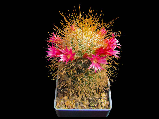 blühender Kaktus mammillaria magnifica, eine schöne Krönung der - Foto, Bild