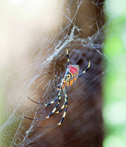 Κλείσιμο της κόκκινης, κίτρινης και μαύρης αράχνης Trichonephila clavat - Φωτογραφία, εικόνα