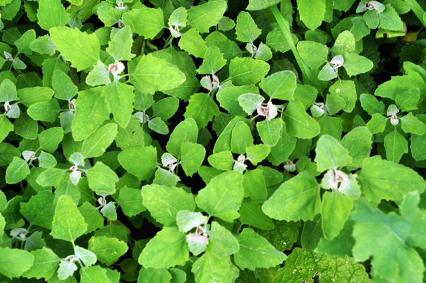 W przyrodzie, rośnie quinoa (Chenopodium) - Zdjęcie, obraz