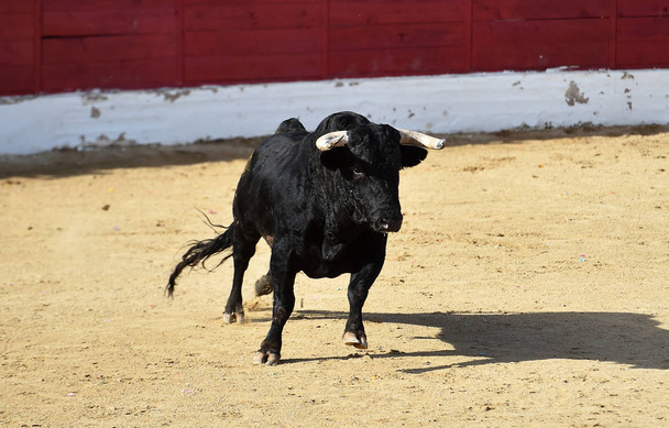  un potente toro con grandi corna che corrono nell'arena spagnola su uno spettacolo tradizionale di corrida
 - Foto, immagini