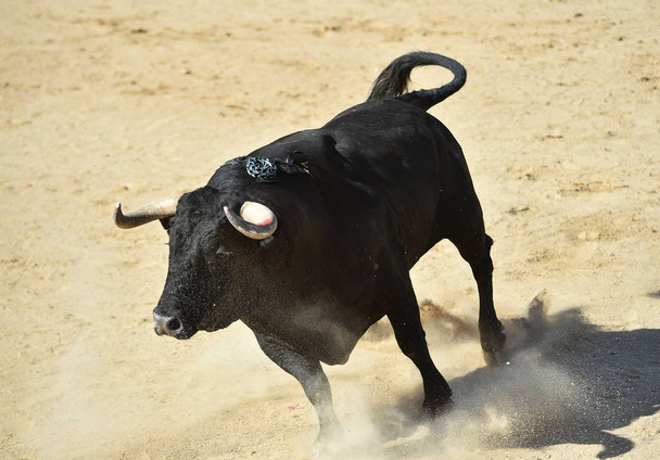  ein mächtiger Stier mit großen Hörnern läuft in der spanischen Stierkampfarena auf einem traditionellen Spektakel des Stierkampfes - Foto, Bild