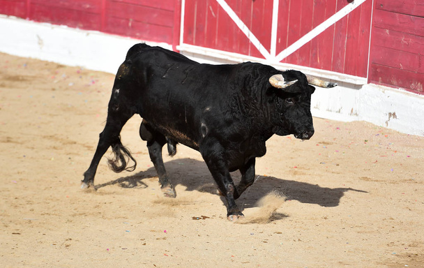  un potente toro con grandi corna che corrono nell'arena spagnola su uno spettacolo tradizionale di corrida
 - Foto, immagini