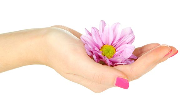 Beautiful purple flower in women hand isolated on white - Photo, Image
