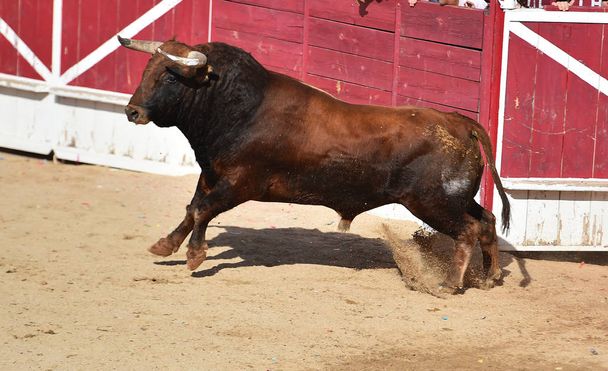  voimakas härkä, jolla on isot sarvet juoksemassa espanjalaisessa härkätaistelussa perinteisellä härkätaistelulla
 - Valokuva, kuva