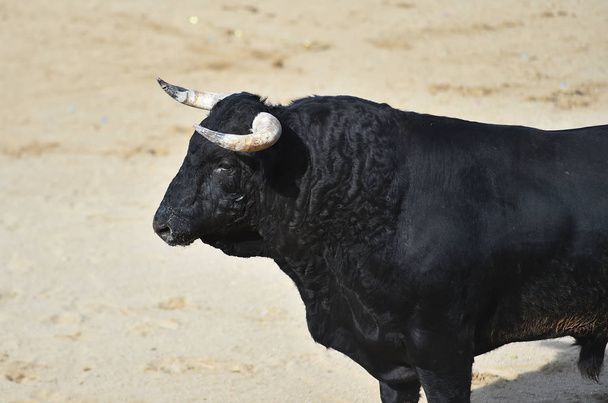  мощный бык с большими рогами, бегущий в испанском корриде на традиционном зрелище корриды
 - Фото, изображение