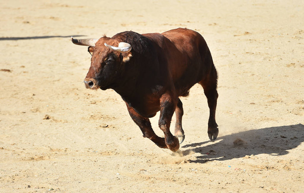  мощный бык с большими рогами, бегущий в испанском корриде на традиционном зрелище корриды
 - Фото, изображение