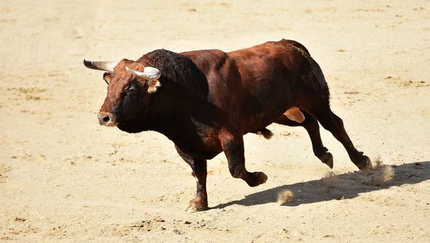  silný býk s velkými rohy běžící ve španělském býčí zápase na tradiční podívanou býčí zápasy - Fotografie, Obrázek
