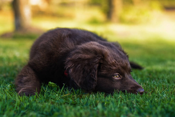 Portrait of a cute dog   - Foto, Bild