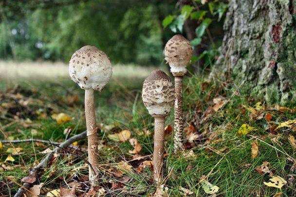 Parasol mushrooms - Photo, Image