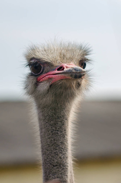 Portrait of an ostrich on a chicken farm - Fotografie, Obrázek