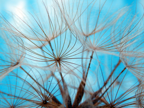 Макрофотография семян одуванчика
 - Фото, изображение
