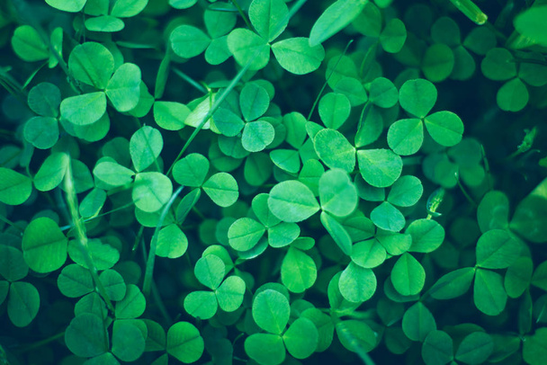 Lähikuva vihreä tuore shamrock lehdet
 - Valokuva, kuva