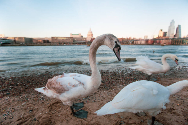 Young Swans at River Thames, St. Pauls, Λονδίνο, Ηνωμένο Βασίλειο - Φωτογραφία, εικόνα