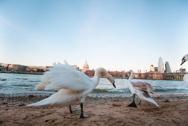 Young Swans at River Thames, St. Pauls, Londra, Regno Unito
 - Foto, immagini