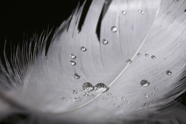 An extreme close-up and macro photograph of feathers - Photo, Image