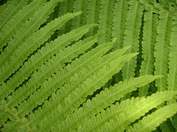 Close up view of fern leaves  - Foto, afbeelding