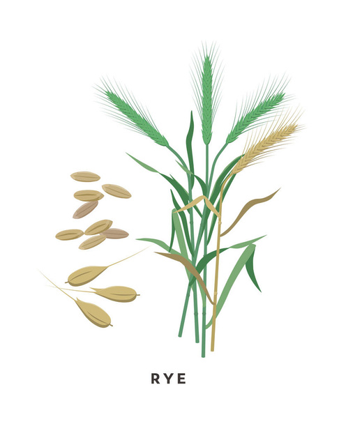 Rye cereal grass and grains - vector botanical illustration in flat design isolated on white background. - Vector, Image