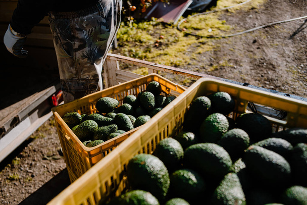 Agricoltori che caricano il camion con scatole di avocado pieno hass
 - Foto, immagini