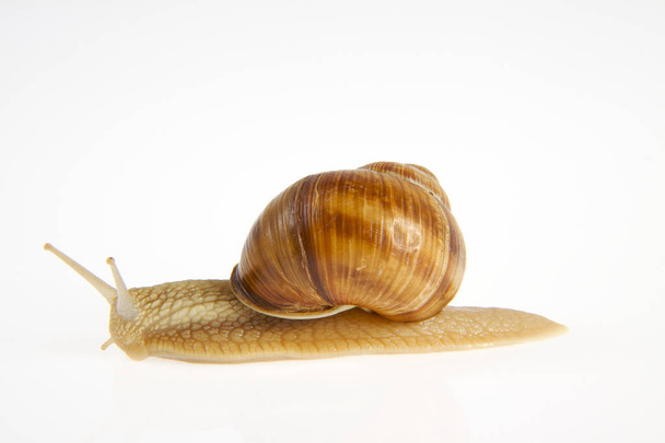 slow Snail, slimy animal - Foto, Bild