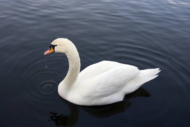 scenic view of majestic swan at nature - Photo, image