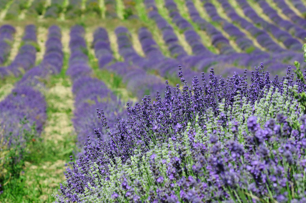 Лавандовые поля, Прованс, Франция
 - Фото, изображение