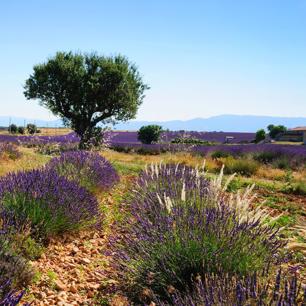 Laventelipellot, Provence, Ranska
 - Valokuva, kuva