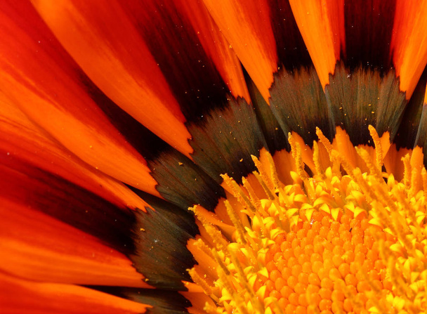 close up of a red gerbera flower - Fotografie, Obrázek