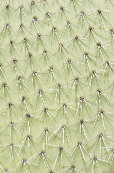 cactus plant, botanical plant with thorns - Fotografie, Obrázek