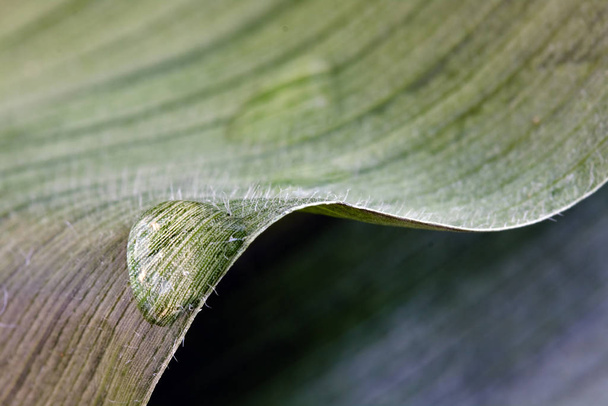 water drops on leaf-isolated - Fotoğraf, Görsel