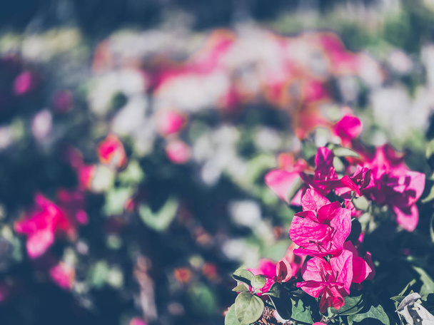Mooi uitzicht kleuren bloemen vol bloeiende natuur behang achtergronden - Foto, afbeelding